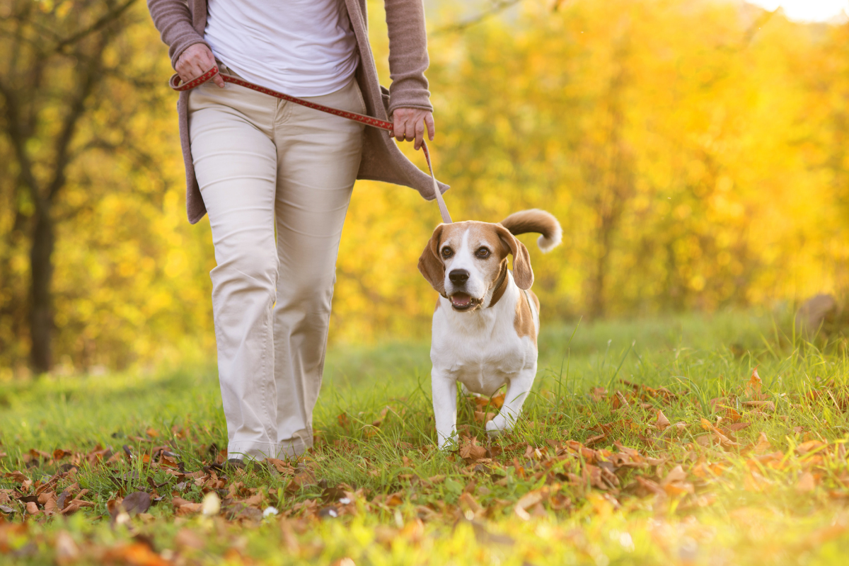 Dog friendly walking routes Leamington Spa, Warwickshire,.